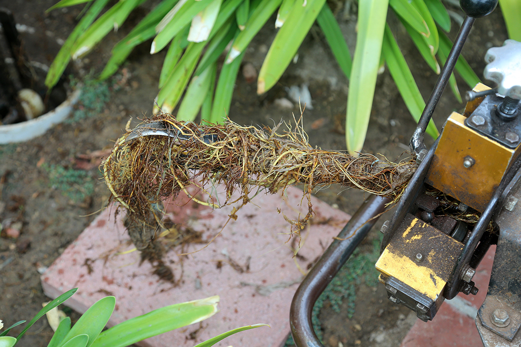 Why Should You Call Drain Cleaning Experts To Deal With Tree Root Intrusions? | San Antonio, TX