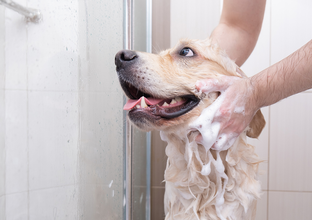 Furry Pets And Drain Cleaning Service | Universal City, TX