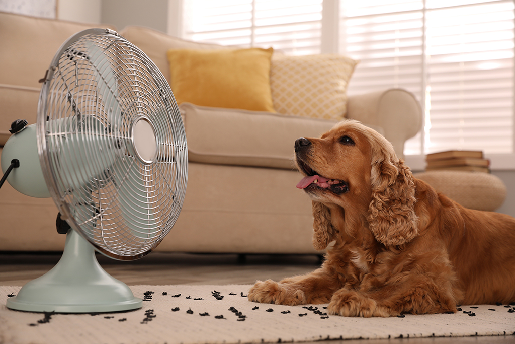 Beat The Summer Heat: Preventative AC Repair | San Antonio, TX