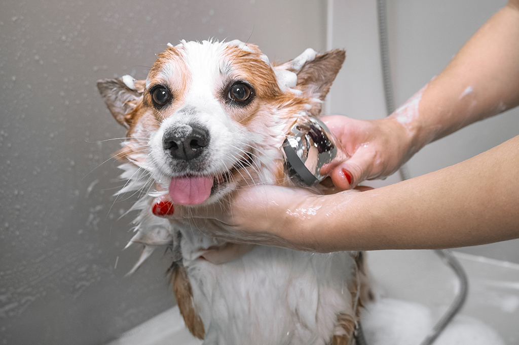 Pet-Proofing Your Plumbing To Reduce The Frequency Of Needing Of A Drain Cleaning Service | Schertz, TX