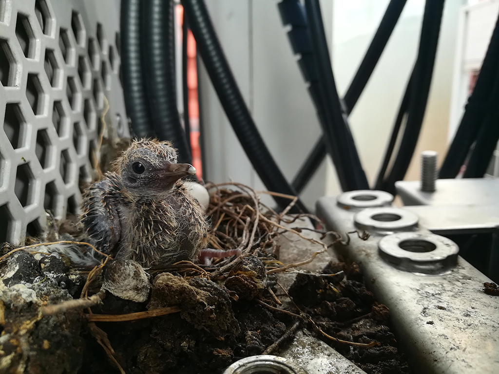 One Surprising Cause For Excessive Air Conditioner Repair: Birds!  | San Antonio, TX