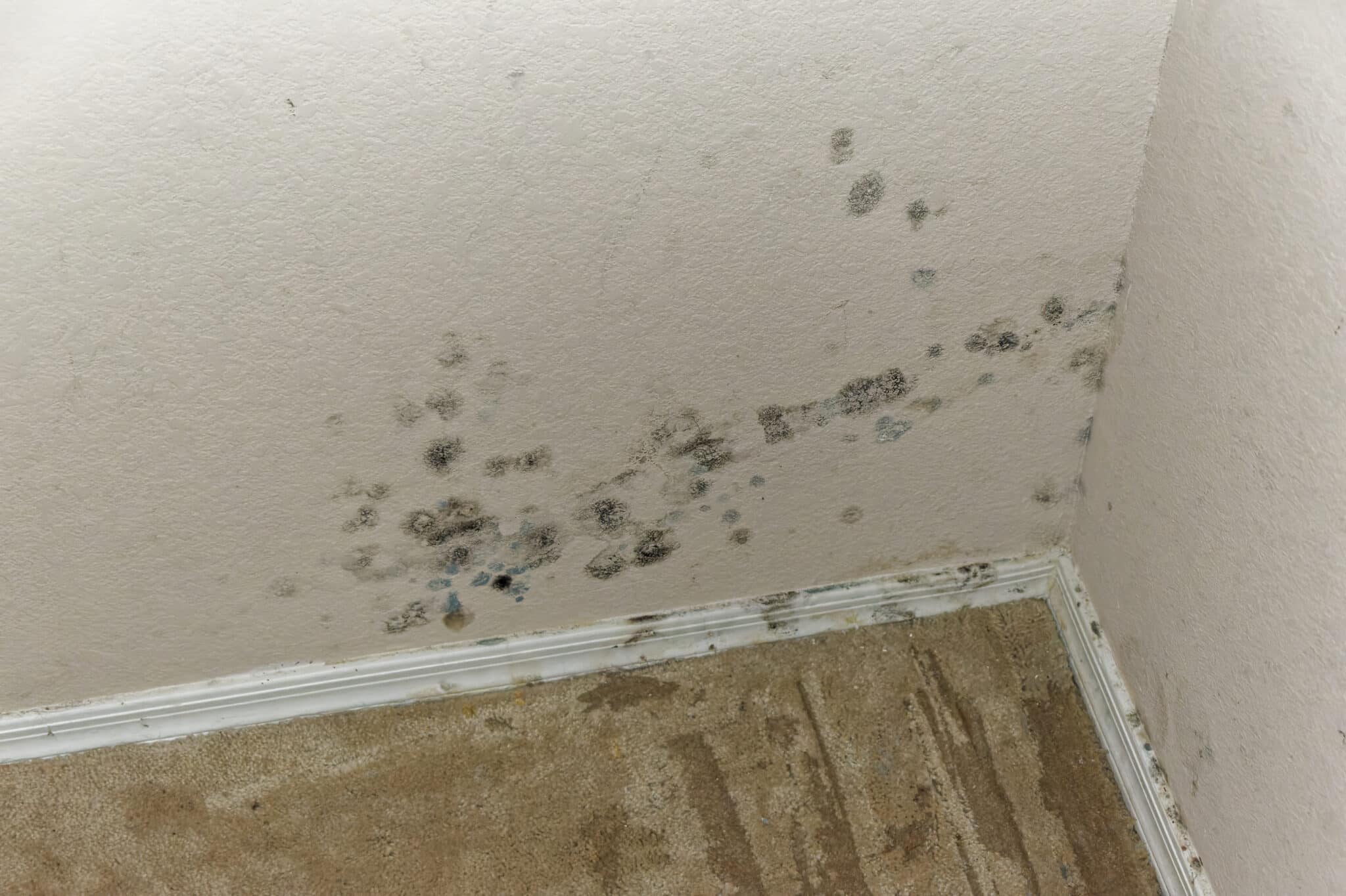 Mold growth water damage, Wireless Leak Detectors.