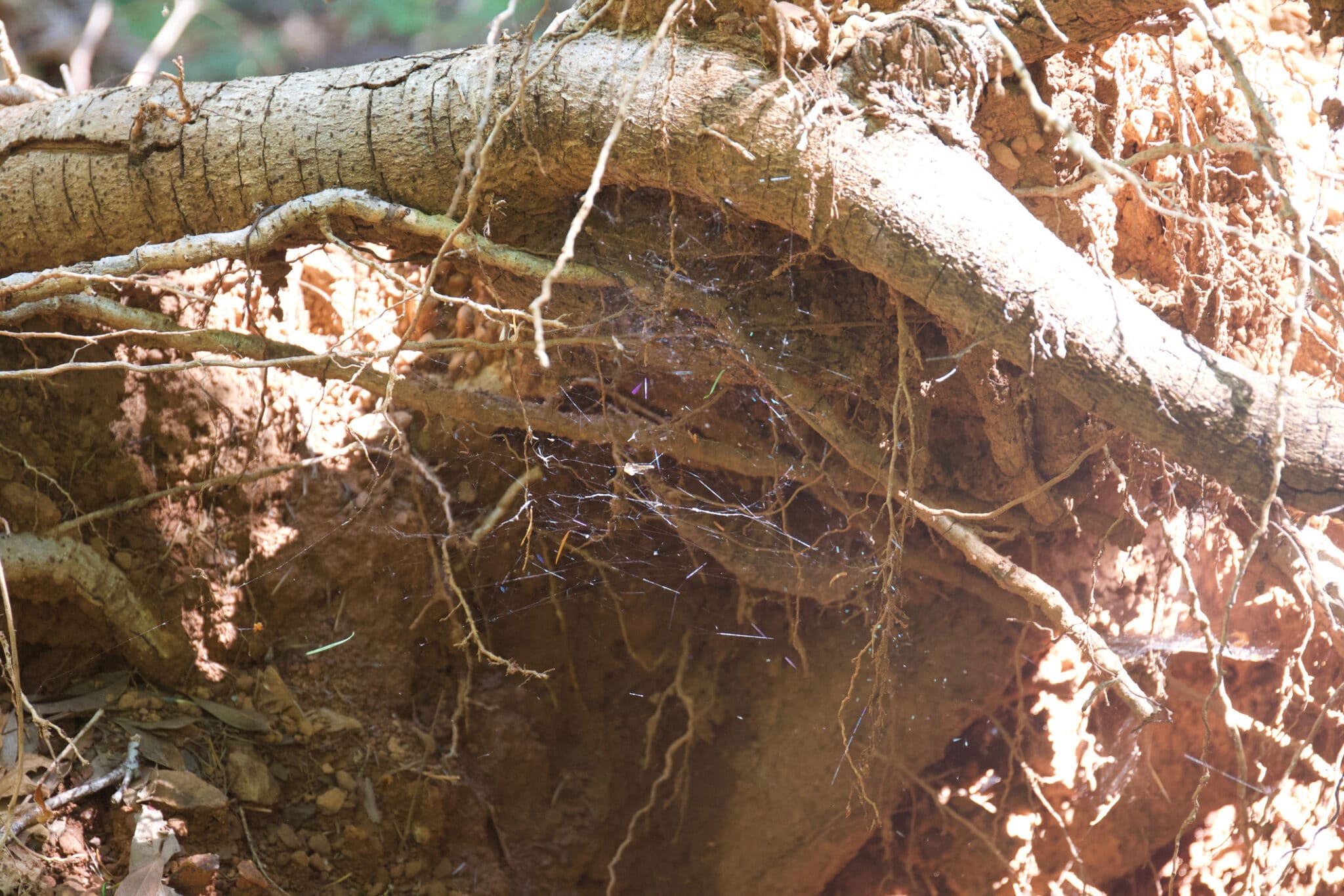 Root intrusion in the sewer line.
